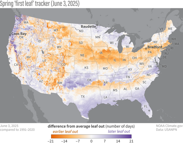 U.S. map showing where leaf-out was earlier or later than average